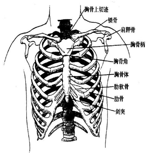 劍突圓球凸起痛|两胸正中间往下一点剑突位置下一点点有一个疙瘩按压疼